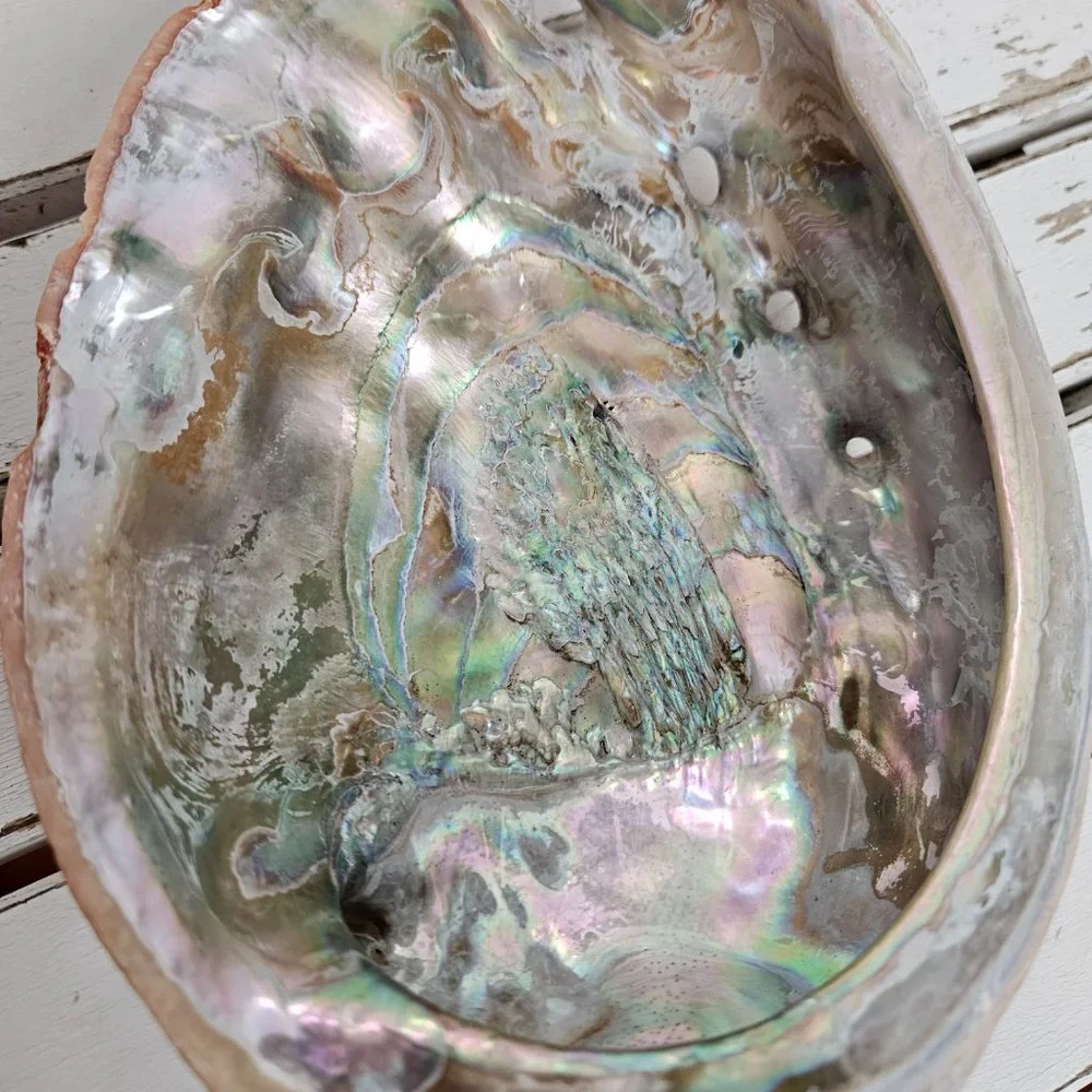 Abalone Shell - Picture 6 of 7
